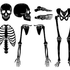 Human Skeleton Svg, Bones Svg, icon Clip art Svg, Vector Cut file for Cricut, Silhouette, Pdf Png Eps Dxf, Decal, Sticker, Pin, Vinyl