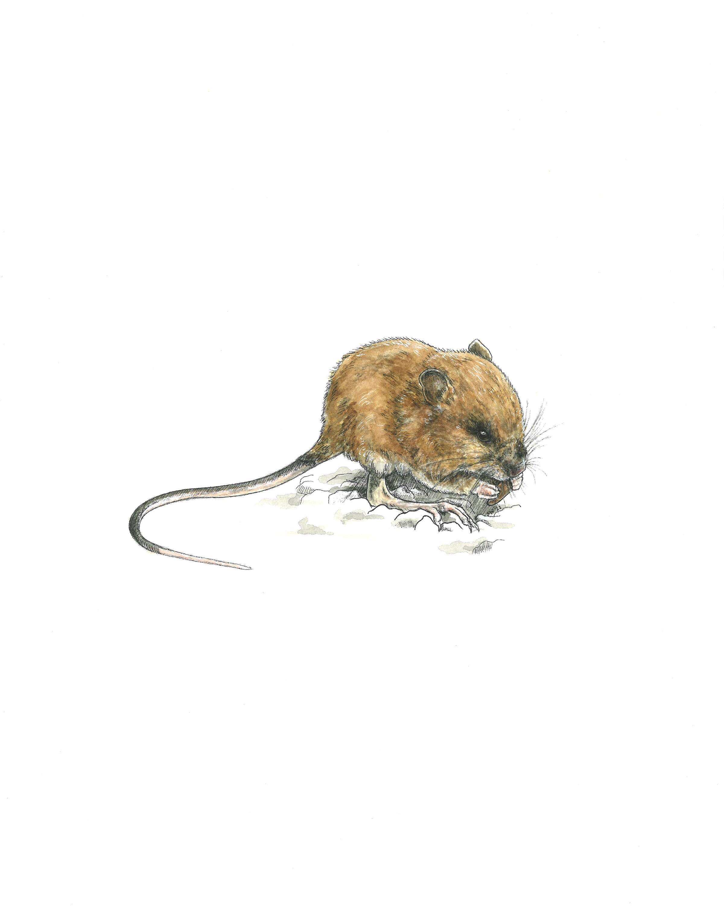 Woodland Jumping Mouse Print, Nature Wildlife Art Print, Woodland Jumping  Mouse Watercolor Painting, Mouse Artwork, Wildlife Illustration