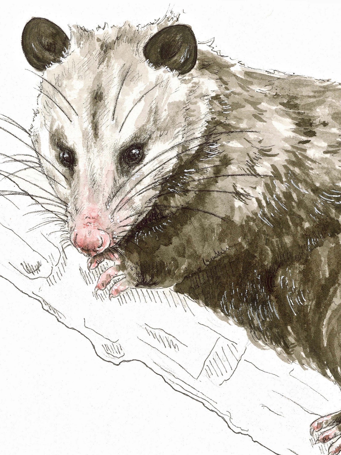 Opossum Print Nature Wildlife Art Print Opossum Watercolor - Etsy