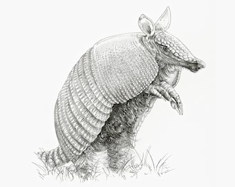 Armadillo Print, Nature Wildlife Art Print, Realistic Armadillo Pencil Drawing, Giclée Art Print, Armadillo Wall Art, Wildlife Illustration