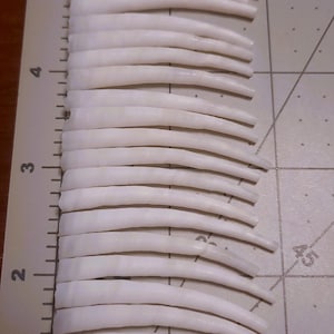 Dentalium Shells, 1.75&quot;