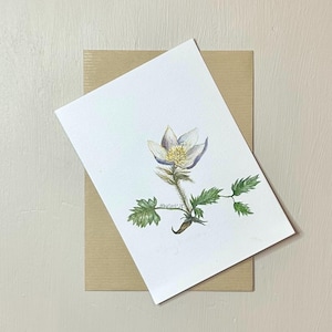 Cartão postal original aquarela de flores silvestres de anêmona da primavera