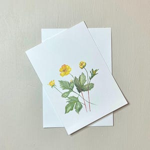 Tarjeta postal botánica original en acuarela de ranúnculo rastrero