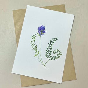 Cartão postal aquarela botânica original de Purple Milkvetch