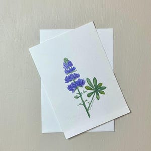 Cartolina botanica originale acquerello di lupino scozzese