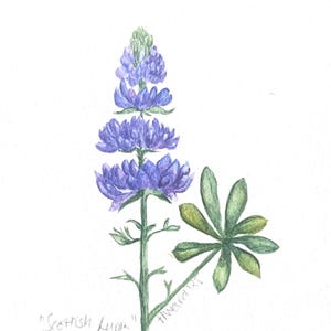 Impression carte postale Lupin d'Ecosse