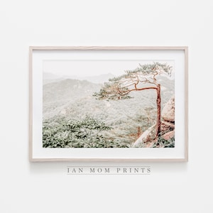 Pine Tree of Mountain, Korea Travel Landscape, (Digital Download), Photography Large Wall Art, Room Decor, Wall Hanging