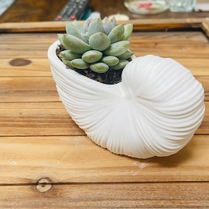 White Nautilus Shell Planter with Succulent Coastal Home Decor Beachy Plant Pot Ocean-Inspired Gift