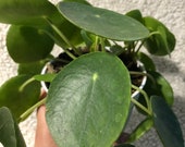 Pilea peperomoides