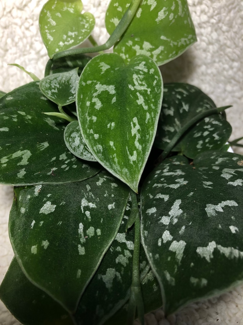 Scindapsus pictus silver satin pothos Etsy