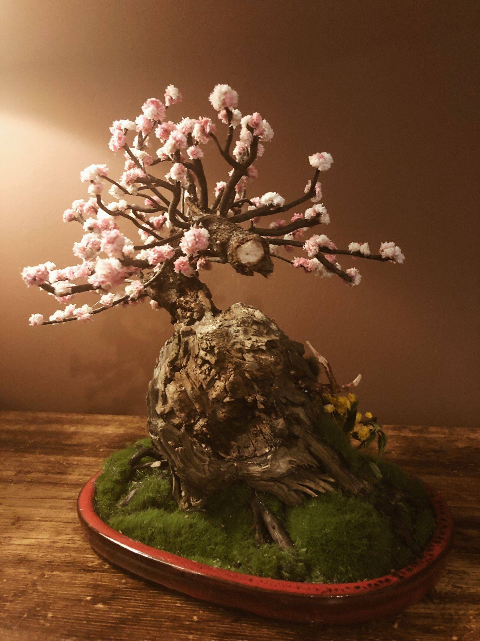 Bonsai da fiore di Ciliegio. Flowered Cherry Tree Bonsai Etsy