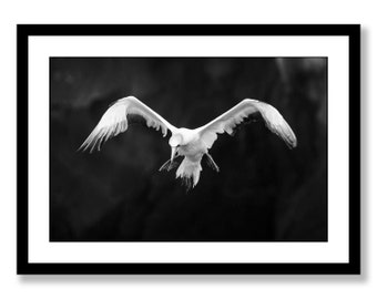 Wildlife photograph | Black and white photograph | Wall art | Bird photography, bird in flight | New Zealand art | Black and white print