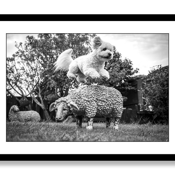 Black and white dog photography wall art prints, Dog lover gift, dog art prints photography. Puppy art bedroom wall decor. Large art,