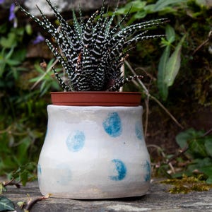 Puede incluir: Una maceta de cerámica blanca con lunares azules, con una pequeña planta suculenta de hojas rayadas en blanco y negro.
