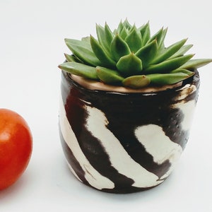 Puede incluir: Una planta suculenta en una maceta pequeña de cerámica pintada a mano con rayas blancas y negras. La maceta mide aproximadamente 10 cm de alto.