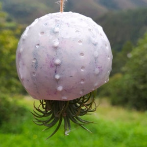 Adorable Ceramic Jellyfish Hanger for Air Plants,  White with Soft Pastel Accents & Sea Urchin Base