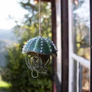 Nyckfull hängande manetplanter, sjöborrebas Green Streeps