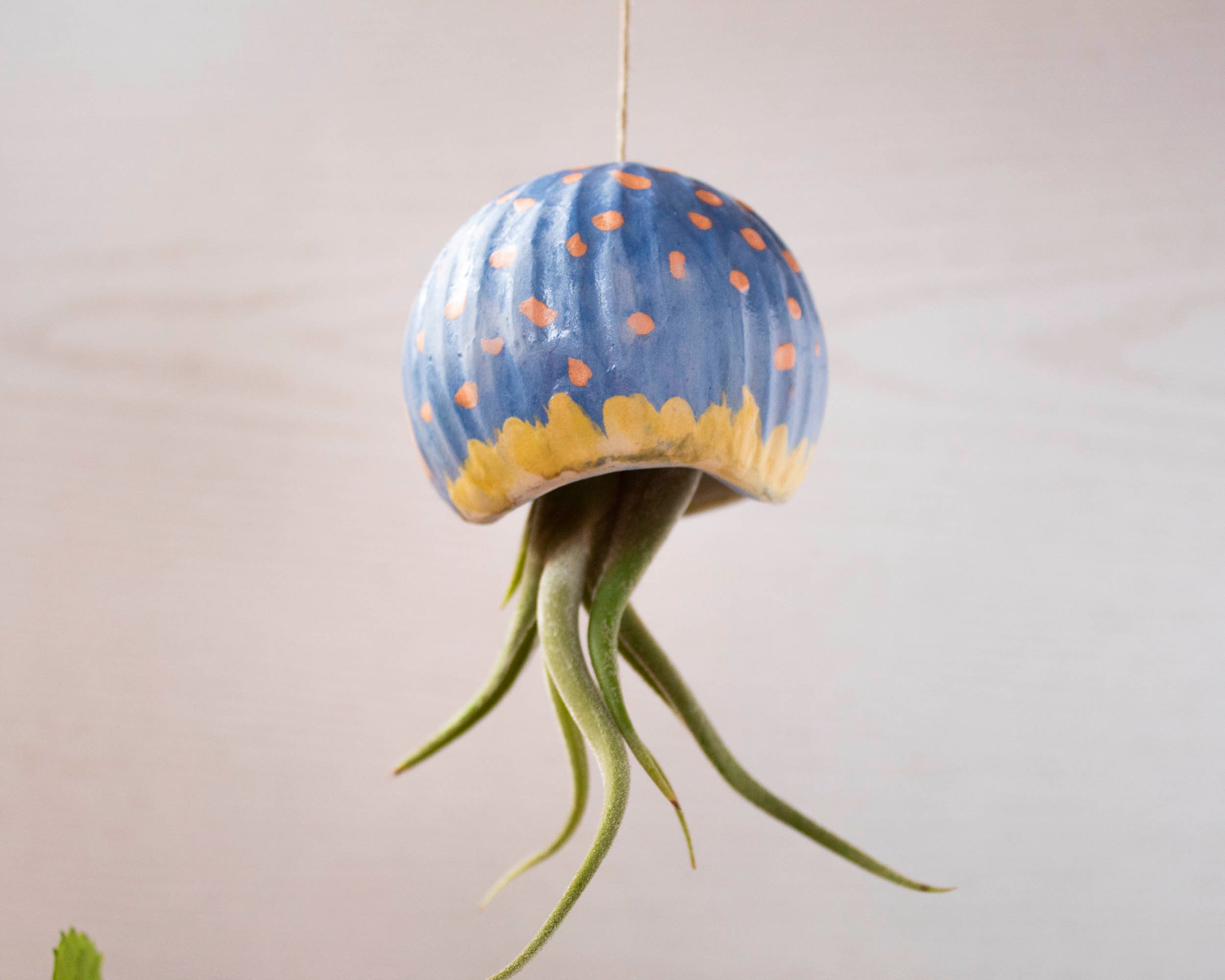 large air plants for sale Jumbo Tillandsia Xerographica / 8+ Inches Wide [Single Plant]