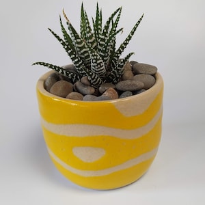 May include: A small succulent plant with white stripes on its leaves is potted in a yellow and white ceramic planter with a wavy pattern.