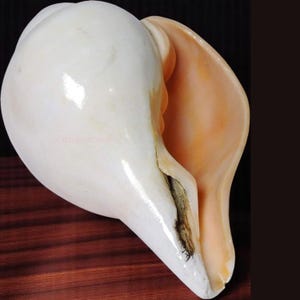 Può includere: Una grande conchiglia bianca perlacea con un esterno liscio e lucido. L'interno rivela una calda tonalità pesca-arancio. L'apertura della conchiglia mostra una zona scura e strutturata. La conchiglia è un oggetto decorativo naturale.