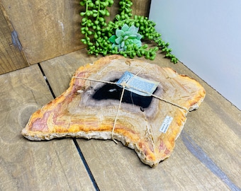 Versteinerte Holz Platte