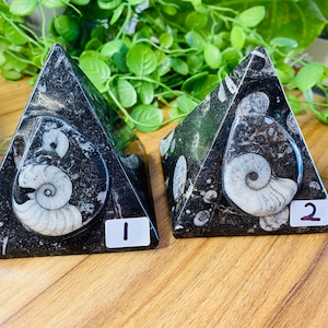 Peut inclure: Deux objets décoratifs noirs en forme de pyramide avec des motifs de coquilles d'ammonites fossilisées blanches. Chaque pyramide a un motif d'ammonite unique. L'une est étiquetée "1" et l'autre "2". Les pyramides sont exposées sur une surface en bois.
