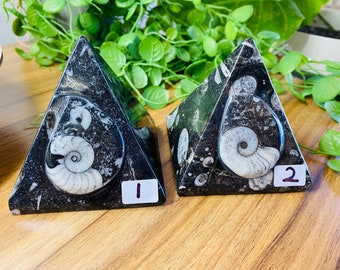 Fossil Ammonite Orthoceras pyramid - home decor