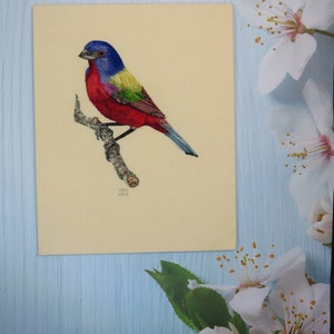 Hand Embroidery PDF pattern of a Painted Bunting Bird, instant download. image 3