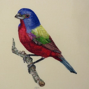 Hand Embroidery PDF pattern of a Painted Bunting Bird, instant download. image 2