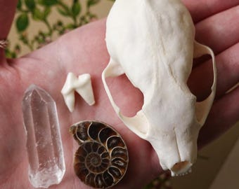 Natural Curiosity Set