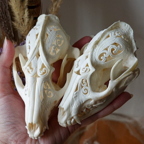 Cráneo de perro mapache japonés tallado a mano