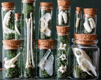 Natural History Mystery Box - natuurstudie, natuurlijke exemplaren, heksendoos, Rariteitenkabinet Mystery Box, Curiosa, Halloween Decor, Oddity, Bones