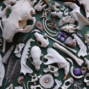 Natural History Mystery Box - nature study, natural specimens, curiosity cabinet, nature exploration, homeschool, witchy box, bone box