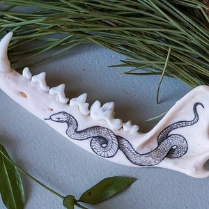 Hand-Painted red fox jaw