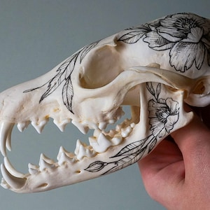 Hand painted skull of red fox