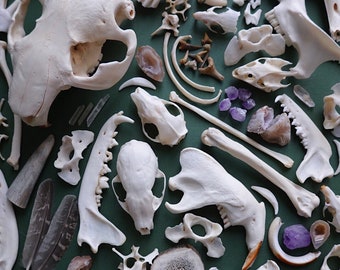Natural History Mystery Box: Bone, Fossil & Mineral Collection