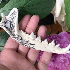 Painted red fox jaw