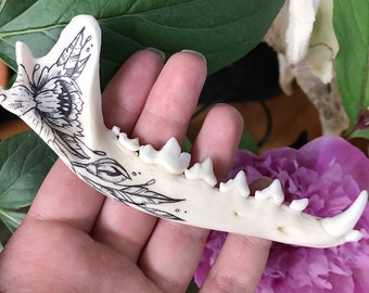 Painted red fox jaw