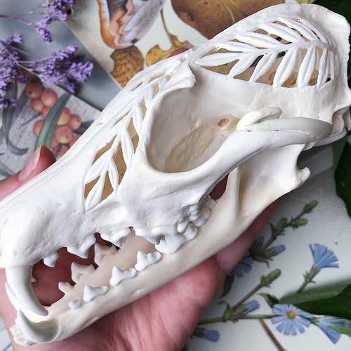 Real Hand Carved Red Fox Skull Etsy India