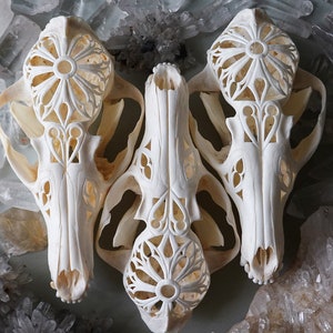 Hand carved red fox skull