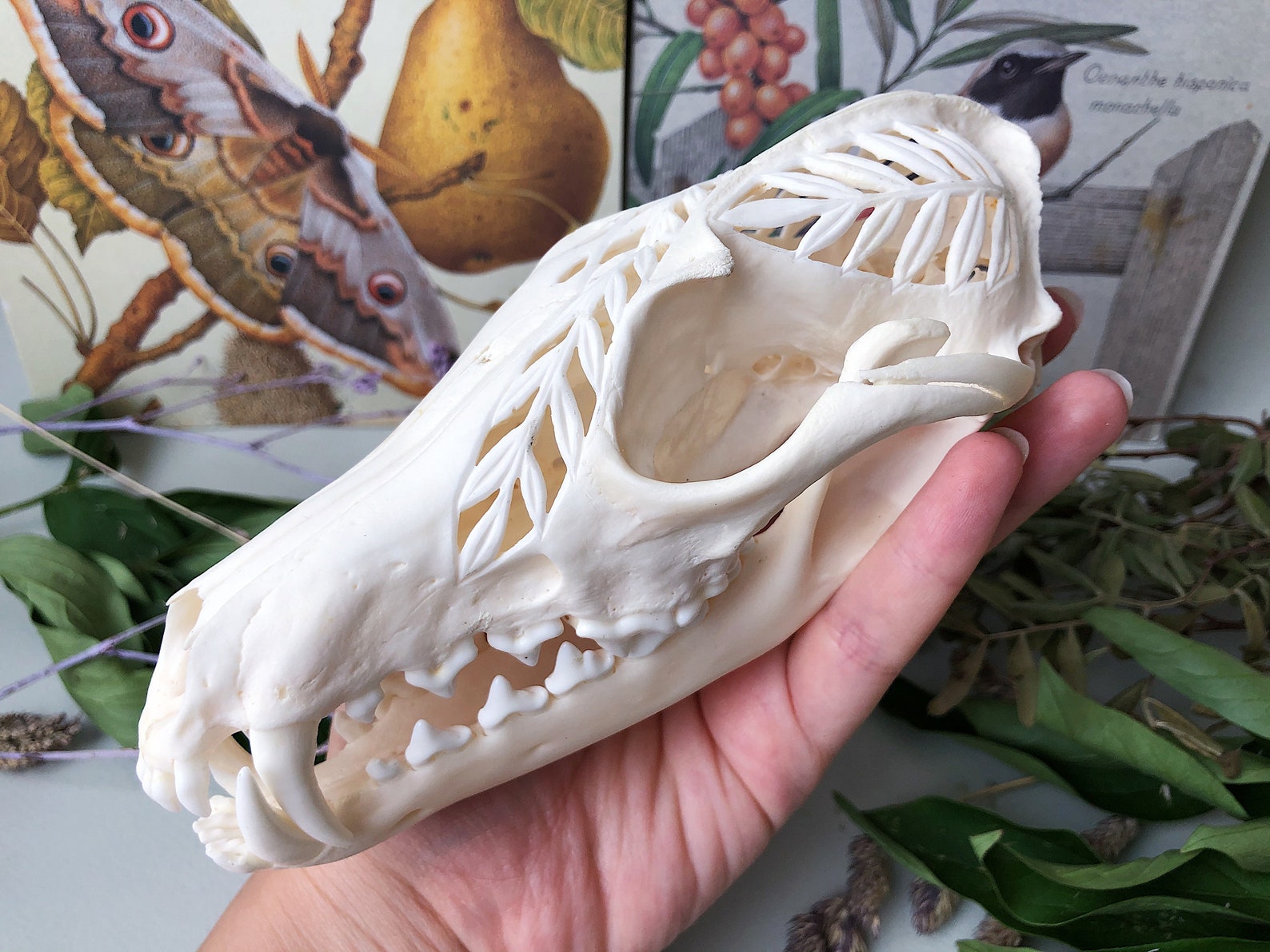 Real hand carved red fox skull Etsy