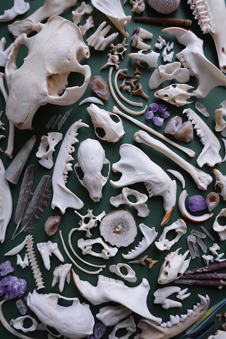 Natural History Mystery Box - nature study, natural specimens, curiosity cabinet, nature exploration, homeschool, witchy box, bone box