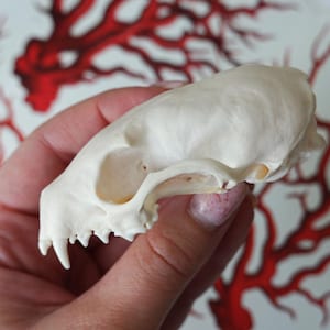 Real marten skull
