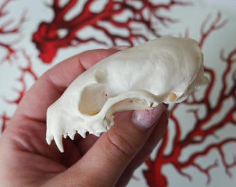 Real marten skull