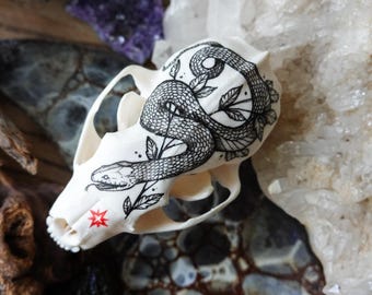 Hand painted skull of marten