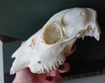 Real roe deer skull, deer skull