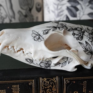 Hand painted skull of red fox