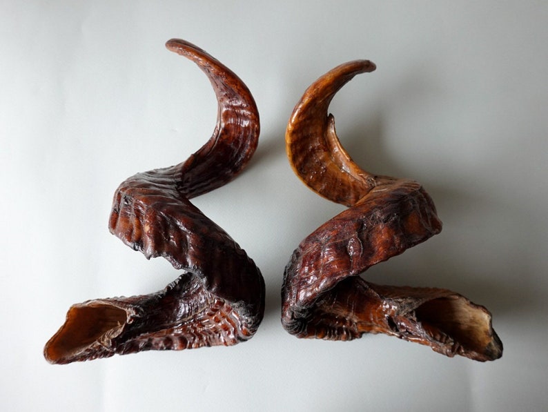 Real Ram Horns Etsy