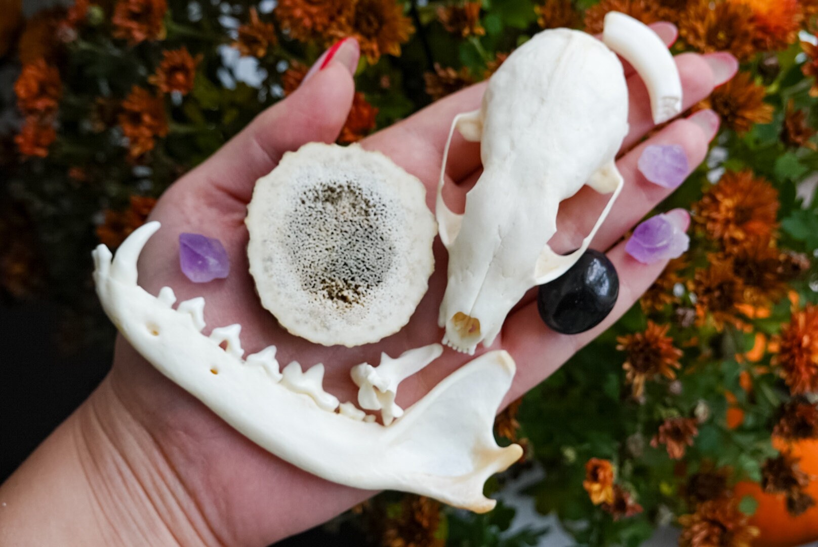 Set of skull and bones