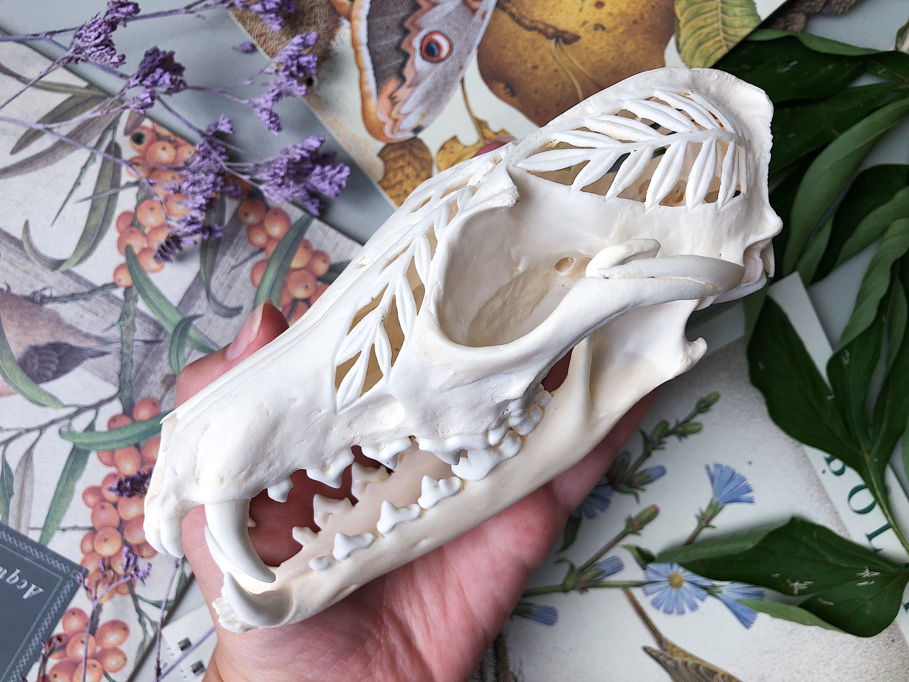 Real Hand Carved Red Fox Skull Etsy